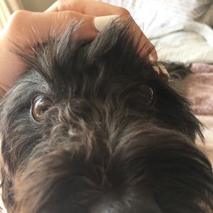 Meet your Posher, Ava